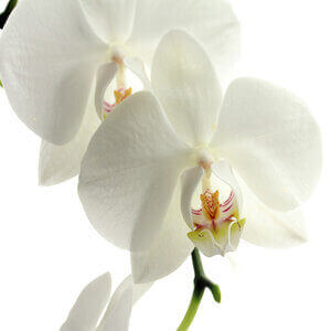 ՕՐԽԻԴԵԱ ( ORCHID )